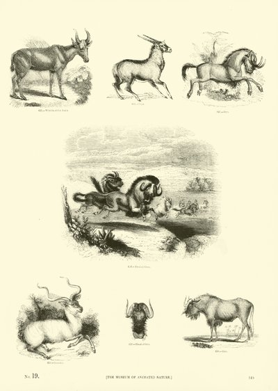 Side fra The Pictorial Museum of Animated Nature av English School