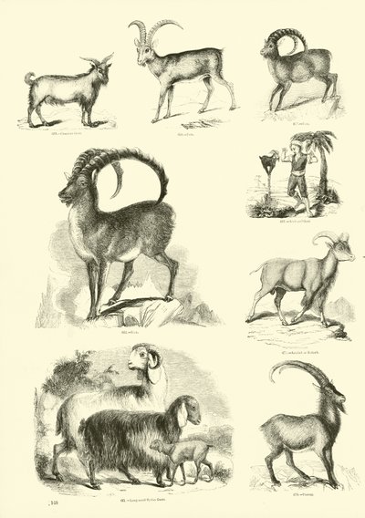 Side fra The Pictorial Museum of Animated Nature av English School