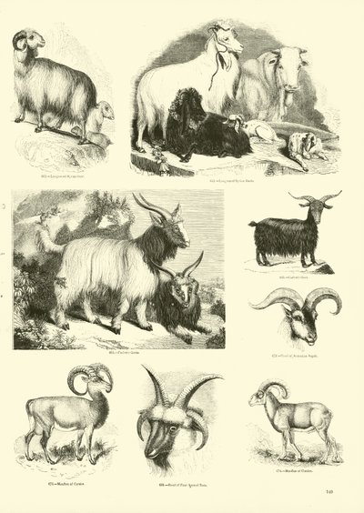 Side fra The Pictorial Museum of Animated Nature av English School