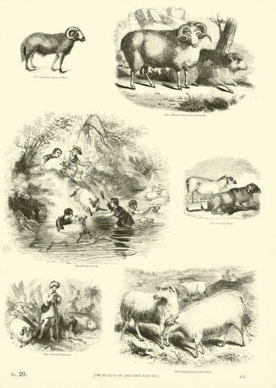 Side fra The Pictorial Museum of Animated Nature av English School