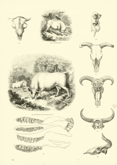Side fra The Pictorial Museum of Animated Nature av English School