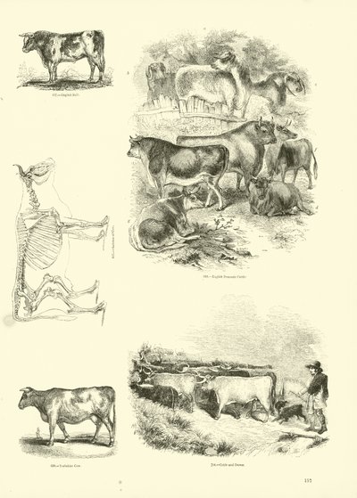 Side fra The Pictorial Museum of Animated Nature av English School