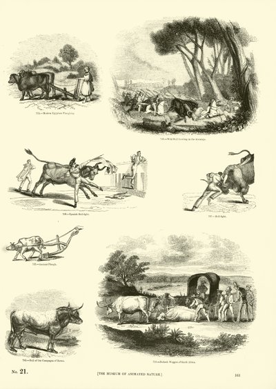 Side fra The Pictorial Museum of Animated Nature av English School