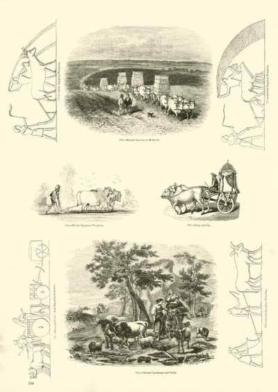 Side fra The Pictorial Museum of Animated Nature av English School