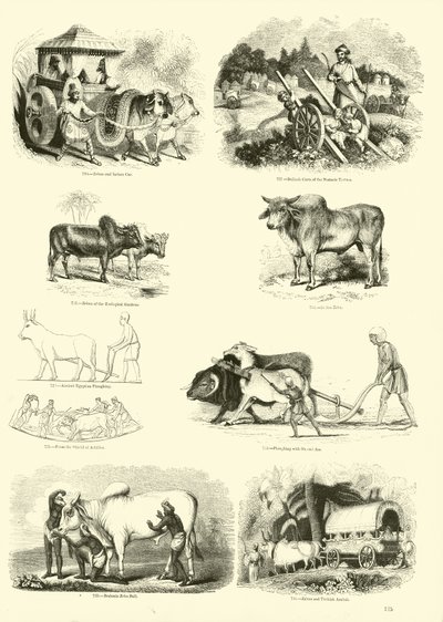 Side fra The Pictorial Museum of Animated Nature av English School