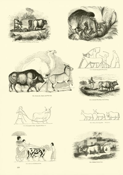 Side fra The Pictorial Museum of Animated Nature av English School