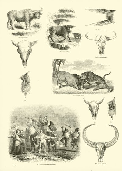 Side fra The Pictorial Museum of Animated Nature av English School