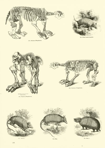 Side fra The Pictorial Museum of Animated Nature av English School