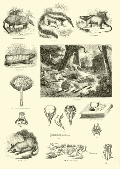 Side fra The Pictorial Museum of Animated Nature av English School