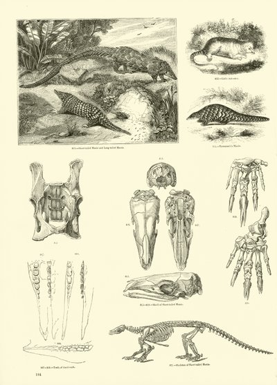 Side fra The Pictorial Museum of Animated Nature av English School