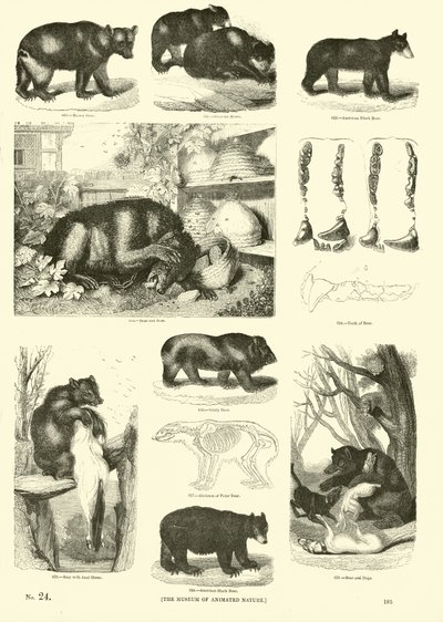 Side fra The Pictorial Museum of Animated Nature av English School