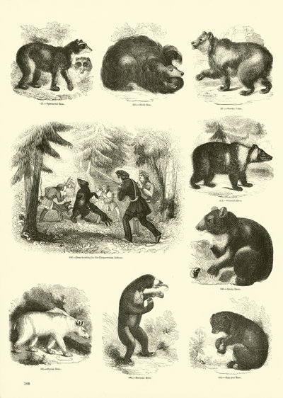 Side fra The Pictorial Museum of Animated Nature av English School