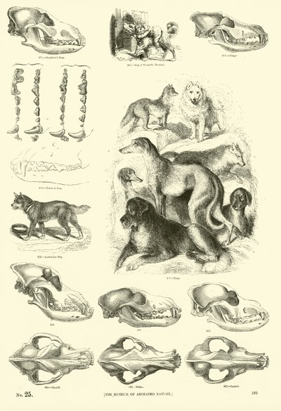 Side fra The Pictorial Museum of Animated Nature av English School