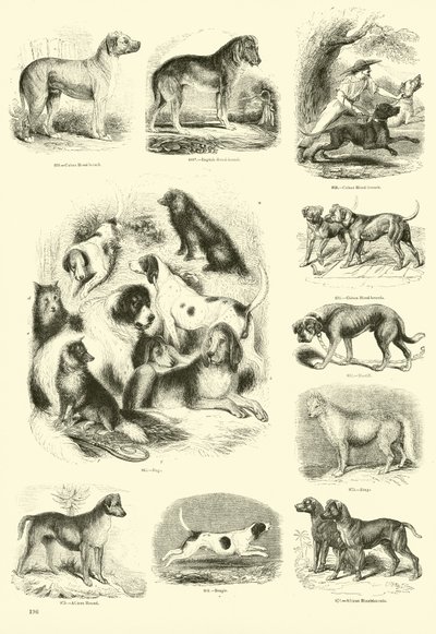 Side fra The Pictorial Museum of Animated Nature av English School