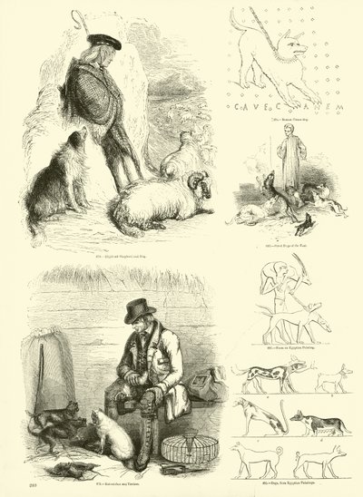 Side fra The Pictorial Museum of Animated Nature av English School