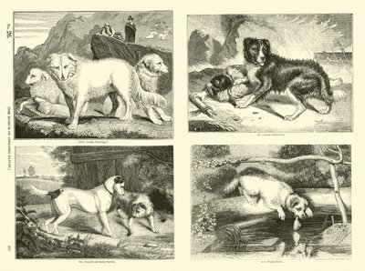 Side fra The Pictorial Museum of Animated Nature av English School