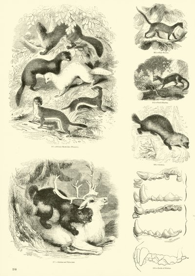 Side fra The Pictorial Museum of Animated Nature av English School