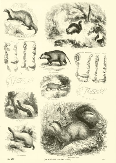 Side fra The Pictorial Museum of Animated Nature av English School