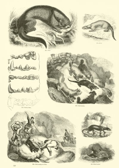 Side fra The Pictorial Museum of Animated Nature av English School