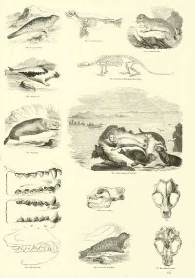 Side fra The Pictorial Museum of Animated Nature av English School