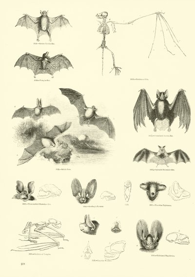 Side fra The Pictorial Museum of Animated Nature av English School
