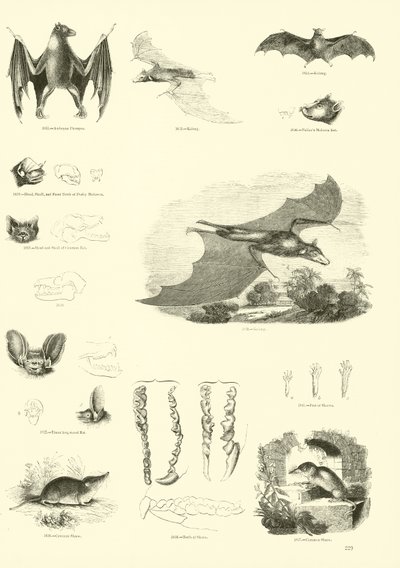 Side fra The Pictorial Museum of Animated Nature av English School
