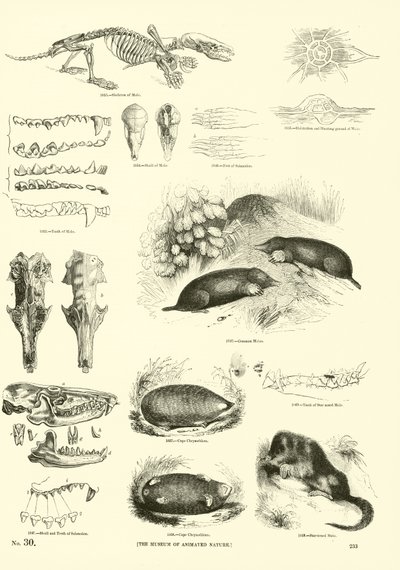 Side fra The Pictorial Museum of Animated Nature av English School