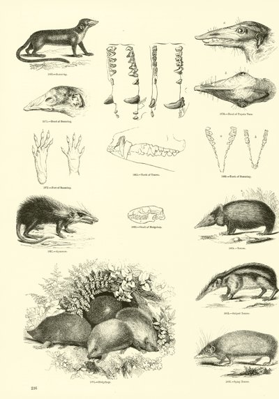 Side fra The Pictorial Museum of Animated Nature av English School