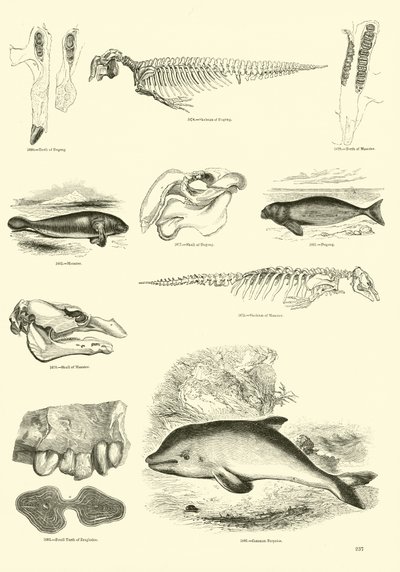 Side fra The Pictorial Museum of Animated Nature av English School