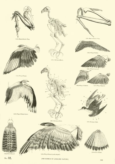 Side fra The Pictorial Museum of Animated Nature av English School
