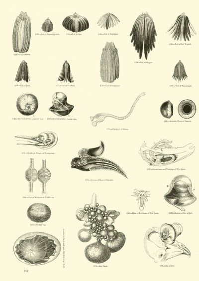 Side fra The Pictorial Museum of Animated Nature av English School