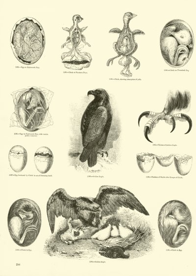 Side fra The Pictorial Museum of Animated Nature av English School