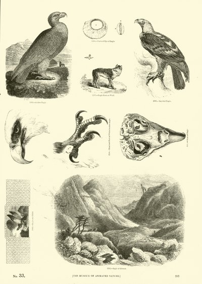 Side fra The Pictorial Museum of Animated Nature av English School