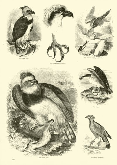 Side fra The Pictorial Museum of Animated Nature av English School
