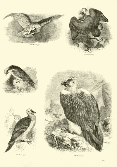 Side fra The Pictorial Museum of Animated Nature av English School