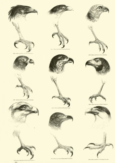 Side fra The Pictorial Museum of Animated Nature av English School