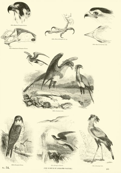 Side fra The Pictorial Museum of Animated Nature av English School