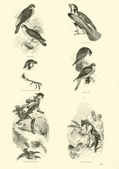 Side fra The Pictorial Museum of Animated Nature av English School
