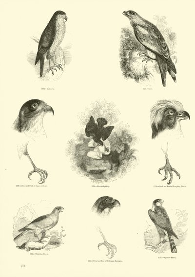 Side fra The Pictorial Museum of Animated Nature av English School