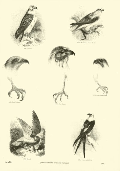 Side fra The Pictorial Museum of Animated Nature av English School