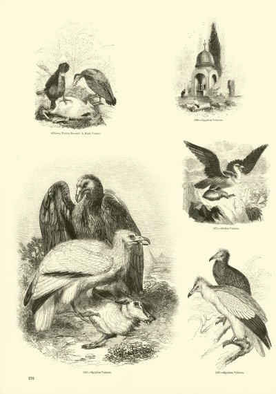 Side fra The Pictorial Museum of Animated Nature av English School