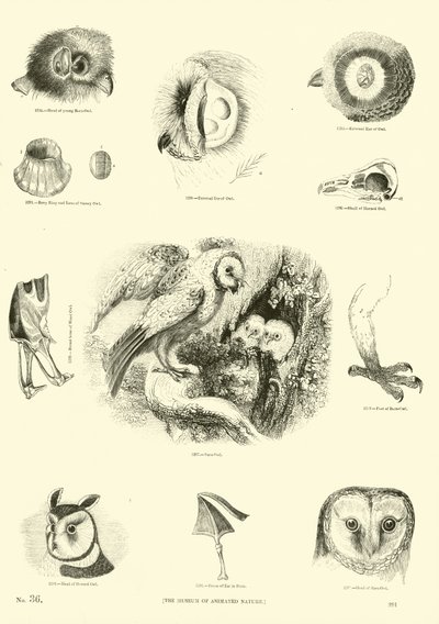Side fra The Pictorial Museum of Animated Nature av English School