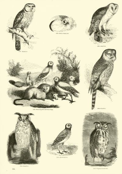 Side fra The Pictorial Museum of Animated Nature av English School