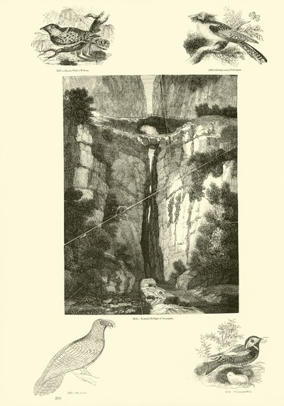 Side fra The Pictorial Museum of Animated Nature av English School