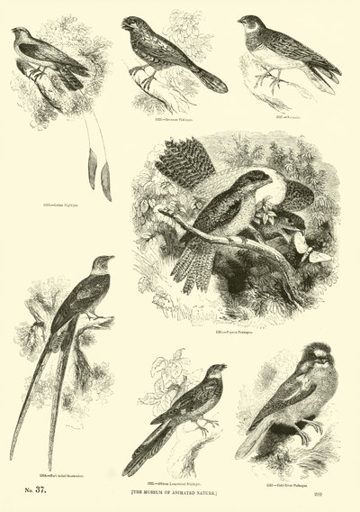Side fra The Pictorial Museum of Animated Nature av English School