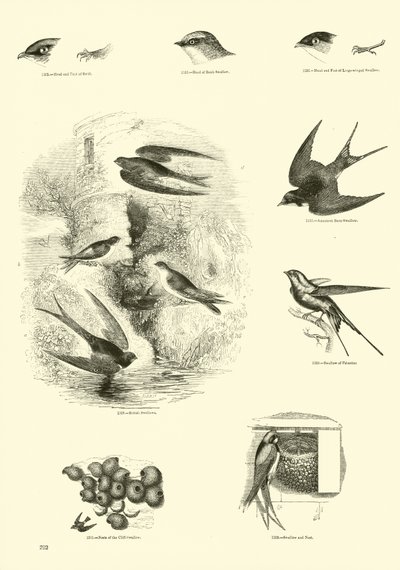 Side fra The Pictorial Museum of Animated Nature av English School