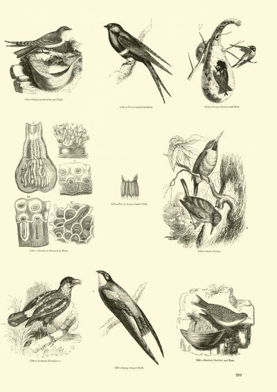 Side fra The Pictorial Museum of Animated Nature av English School
