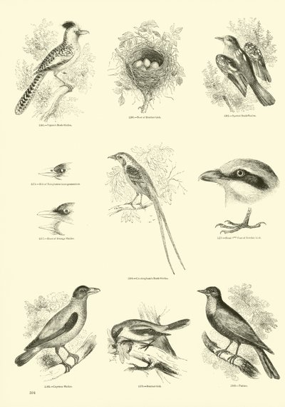 Side fra The Pictorial Museum of Animated Nature av English School