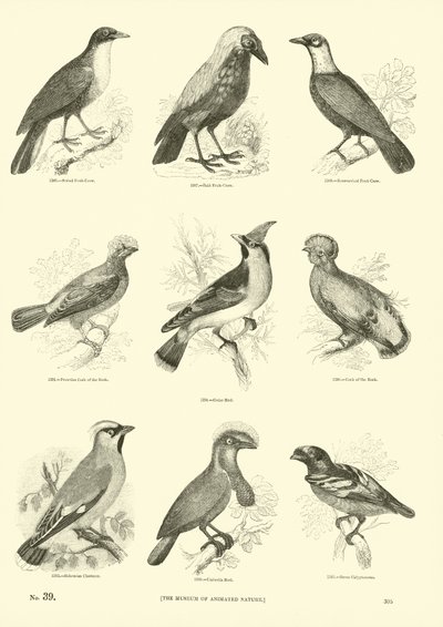 Side fra The Pictorial Museum of Animated Nature av English School