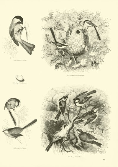 Side fra The Pictorial Museum of Animated Nature av English School